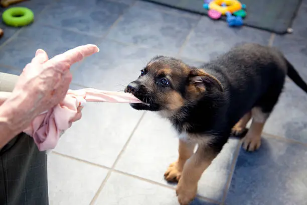 German Shepherd Puppy Training