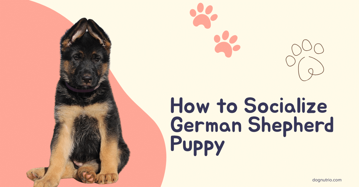 german shepherd puppy socialization