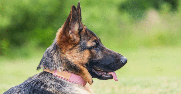 german shepherd care