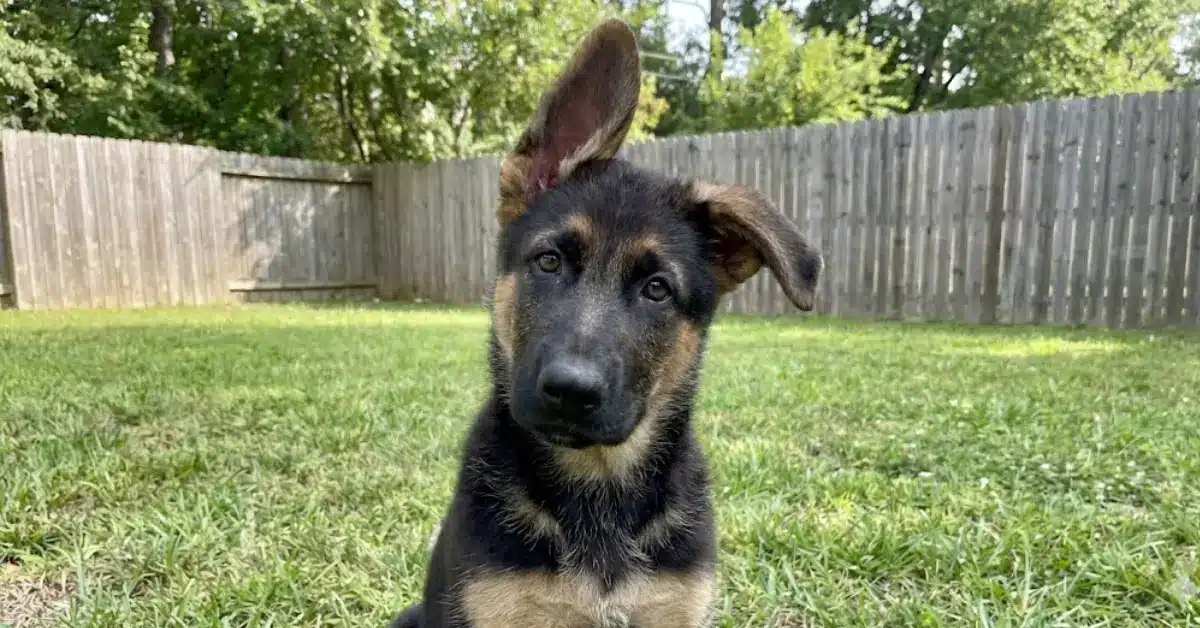 german shepherd puppy ears not standing