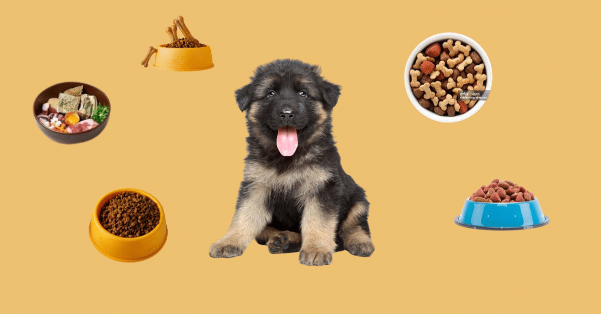 german shepherd puppy feeding chart