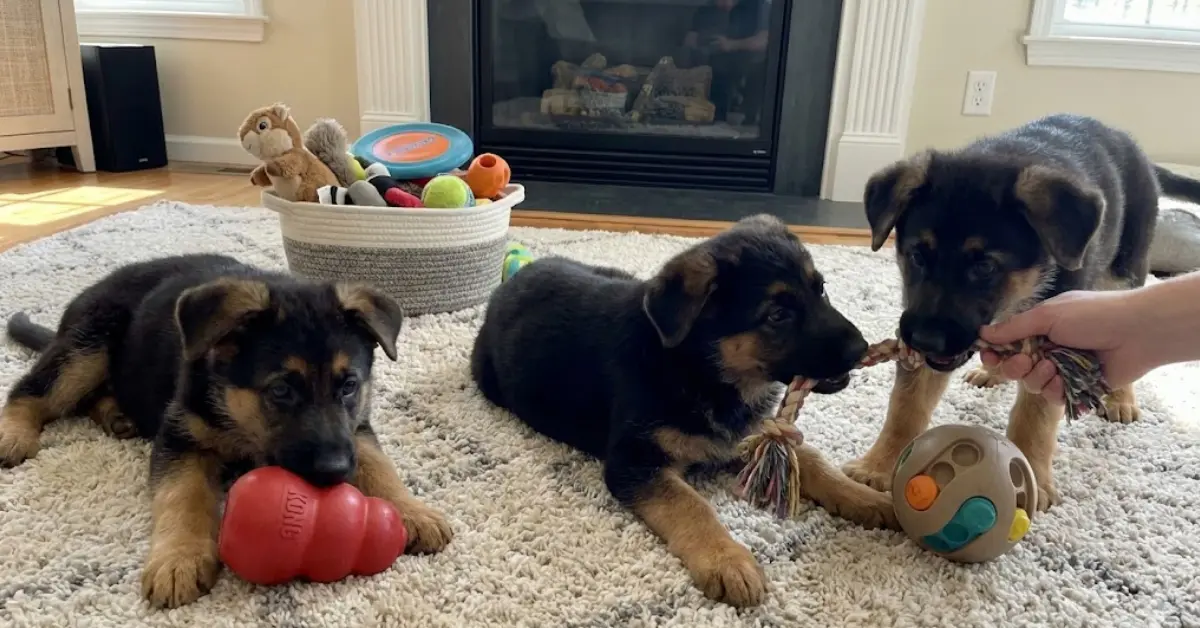 best toys for german shepherd puppies