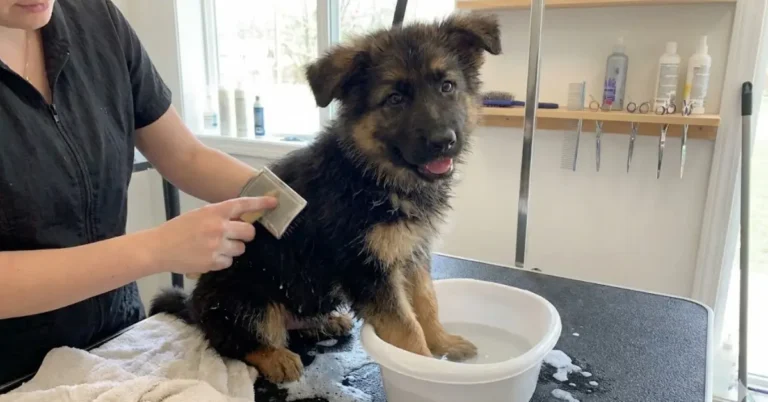 german shepherd puppy grooming