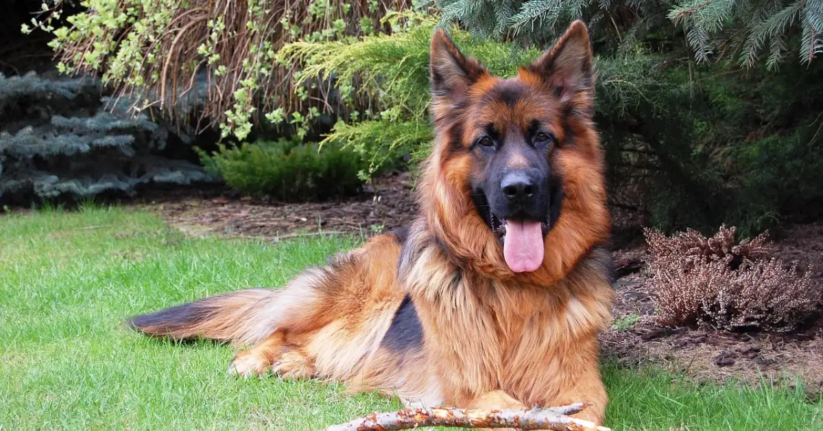 long-haired german shepherds